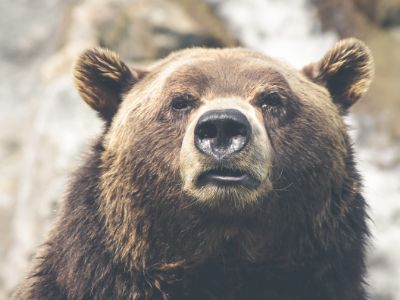 Brown Bear